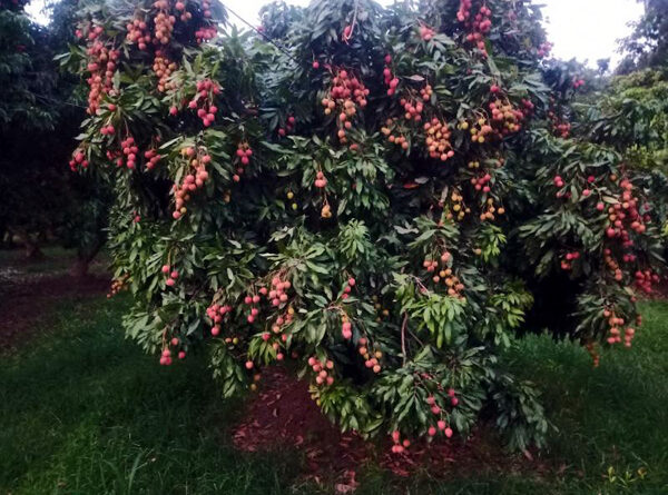 UTTARAKHAND LITCHI REACHES EUROPE: FIRST CONSIGNMENT EXPORTED FROM DEHRADUN TO ITALY
