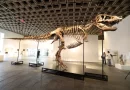 T. REX FOSSIL SELLS FOR .1 MILLION, PUTTING THE KING BACK ON TOP