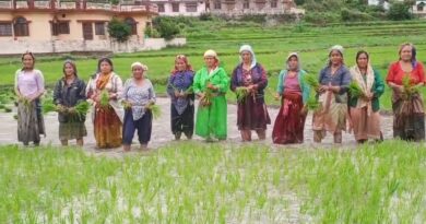 मानसून की दस्तक के साथ ही चमोली जिले के ऊपजाऊ सेरे होने लगे गुलजार