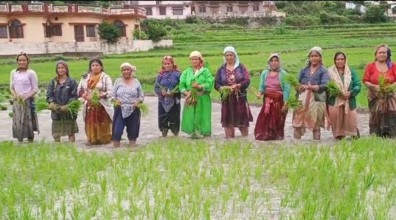 मानसून की दस्तक के साथ ही चमोली जिले के ऊपजाऊ सेरे होने लगे गुलजार