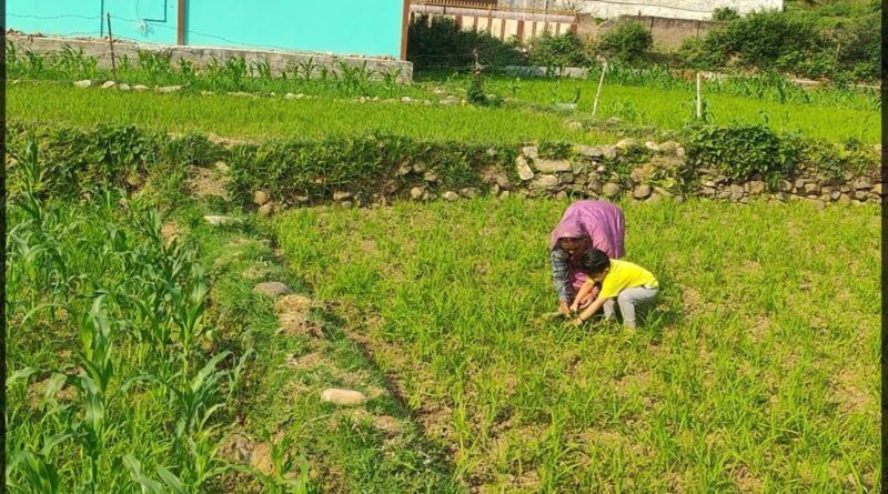 बरसात में भी पानी के लिये तरस रहे हैं गौचर के कास्तकार