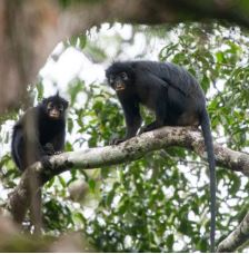 Meet Earth’s Newest Monkey. (And Check Out Its Orange Lips.) Meet Earth’s Newest Monkey. (And Check Out Its Orange Lips.)