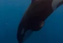 How to Eat a 2,000-Pound Fish? These Orcas Choose to Pulverize It.