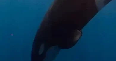 How to Eat a 2,000-Pound Fish? These Orcas Choose to Pulverize It.