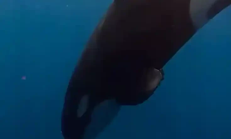 How to Eat a 2,000-Pound Fish? These Orcas Choose to Pulverize It.