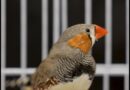 A Bird’s Brain Holds Clues to the Sounds of Music