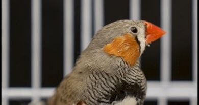 A Bird’s Brain Holds Clues to the Sounds of Music
