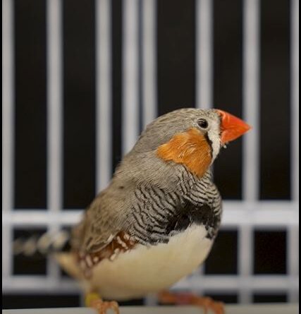 A Bird’s Brain Holds Clues to the Sounds of Music