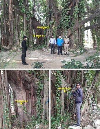 बिहार के मुंगेर में मिला सबसे पुराना और सटीक तिथि वाला बरगद का वृक्ष