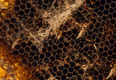 Honey, Call the Bee Vet!