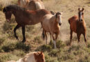 Under Trump, Protected Wild Horses Are Going to Slaughter