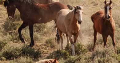 Under Trump, Protected Wild Horses Are Going to Slaughter