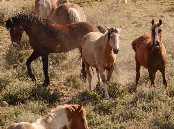 Under Trump, Protected Wild Horses Are Going to Slaughter
