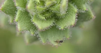 Darwin Was Right: These Plants Are Carnivores