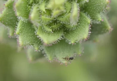Darwin Was Right: These Plants Are Carnivores Darwin Was Right: These Plants Are Carnivores