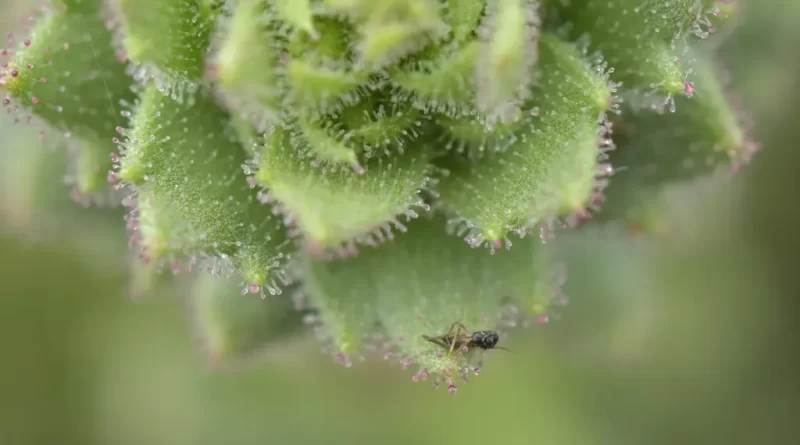 Darwin Was Right: These Plants Are Carnivores
