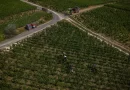 Early Harvest Rattles France’s Wine Industry