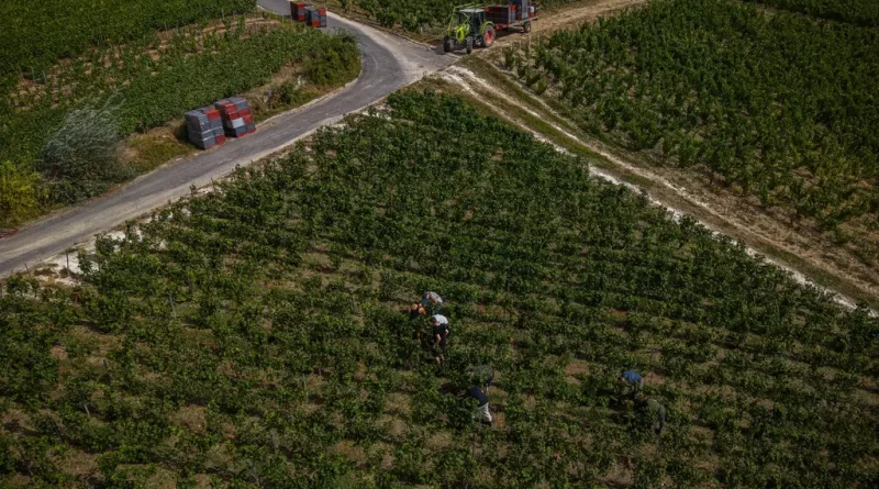 Early Harvest Rattles France’s Wine Industry