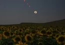 Total Solar Eclipse in Sunflower Field