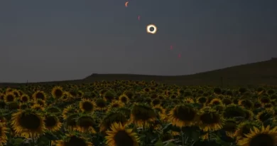 Total Solar Eclipse in Sunflower Field