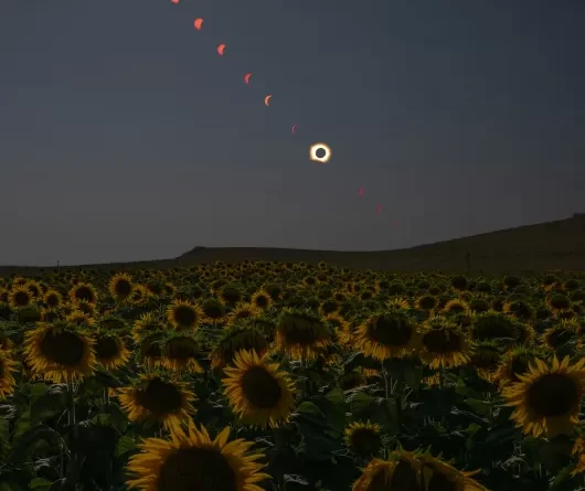 Total Solar Eclipse in Sunflower Field