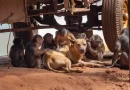 Humans Love Having Pets. Seems Like Some Other Primates Do, Too.