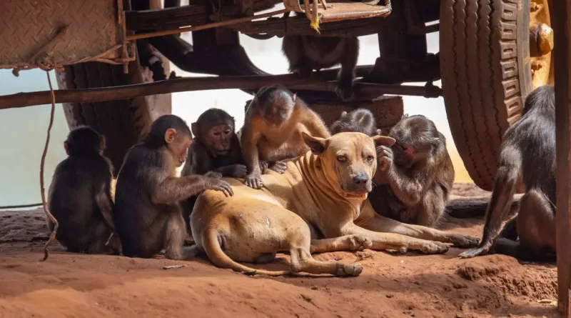 Humans Love Having Pets. Seems Like Some Other Primates Do, Too.