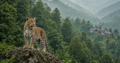 मानव वन्यजीव संघर्ष : बढ़ते जंगल, घटता फासला