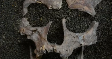 Scientists Discover the Earliest Evidence of Drug Use in Really Old Teeth