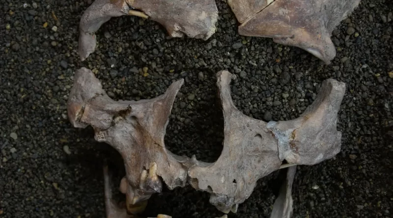 Scientists Discover the Earliest Evidence of Drug Use in Really Old Teeth