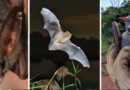 The Secret History of Bats: A New Study Redraws Their Family Tree