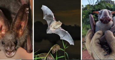The Secret History of Bats: A New Study Redraws Their Family Tree