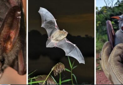 The Secret History of Bats: A New Study Redraws Their Family Tree