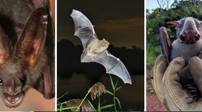 The Secret History of Bats: A New Study Redraws Their Family Tree