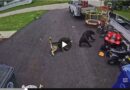 Dogs Will Fight Bears. But Not Because of the Reason You Might Think.