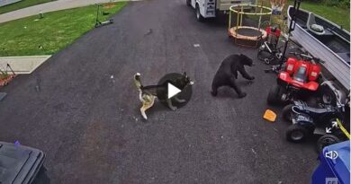 Dogs Will Fight Bears. But Not Because of the Reason You Might Think.