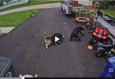 Dogs Will Fight Bears. But Not Because of the Reason You Might Think. Dogs Will Fight Bears. But Not Because of the Reason You Might Think.