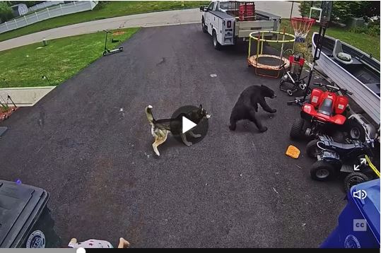 Dogs Will Fight Bears. But Not Because of the Reason You Might Think.