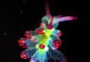 Microscopic Videos That Show the Invisible Wonders Around Us