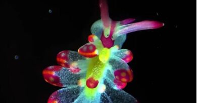 Microscopic Videos That Show the Invisible Wonders Around Us