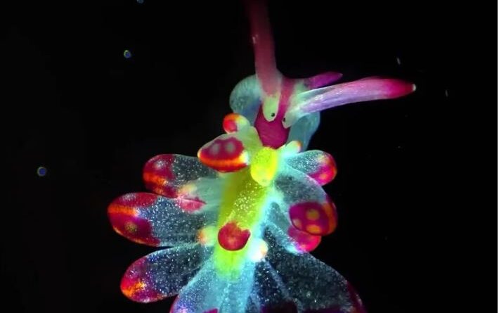 Microscopic Videos That Show the Invisible Wonders Around Us