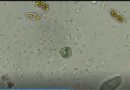 In an  Motel Room, a Discovery to Shed Light on the Origins of Life