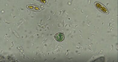 In an  Motel Room, a Discovery to Shed Light on the Origins of Life