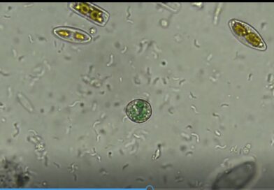 In an Motel Room, a Discovery to Shed Light on the Origins of Life In an Motel Room, a Discovery to Shed Light on the Origins of Life