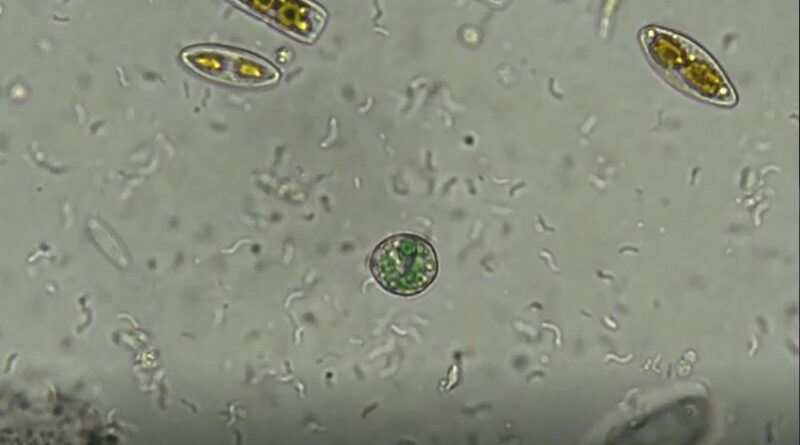 In an  Motel Room, a Discovery to Shed Light on the Origins of Life