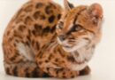 New Species of Cat Discovered for First Time in a Century