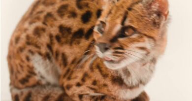 New Species of Cat Discovered for First Time in a Century