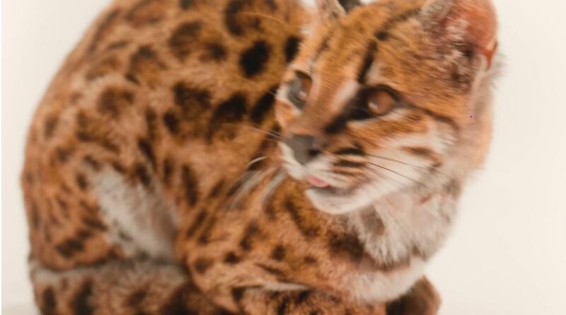 New Species of Cat Discovered for First Time in a Century
