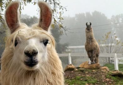 How About a Visit With Llamas? Or Alpacas (or Both)? How About a Visit With Llamas? Or Alpacas (or Both)?