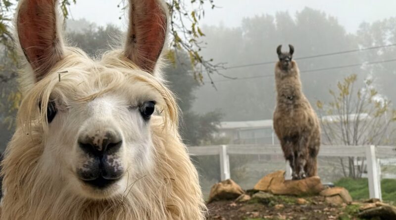How About a Visit With Llamas? Or Alpacas (or Both)?